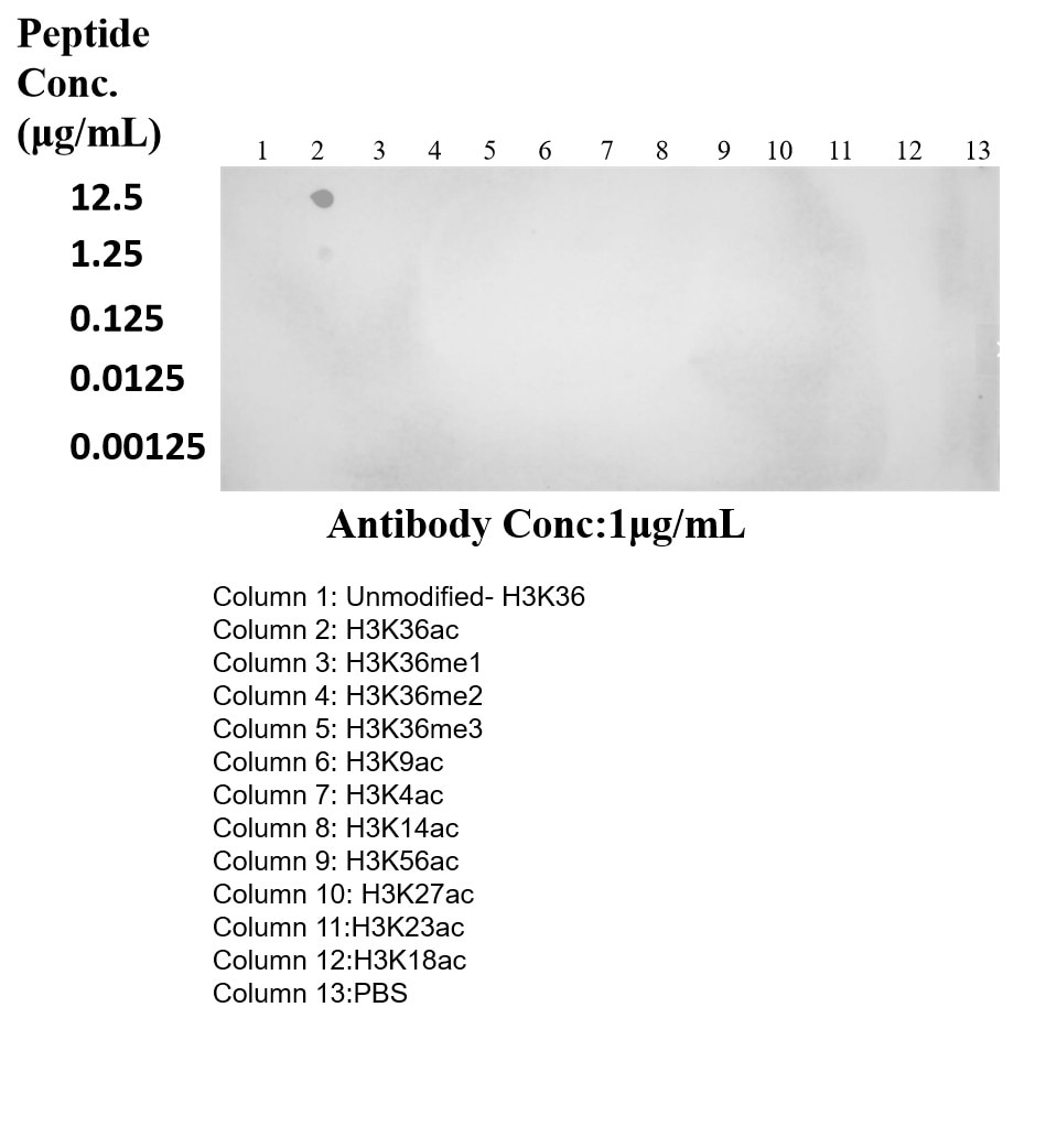 Dot Blot experiment using Acetyl-Histone H3 (Lys36) Recombinant monoclonal a (82828-14-RR)